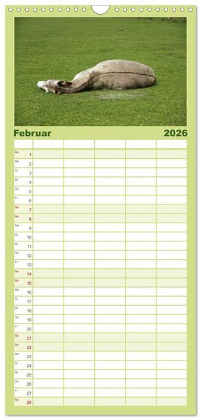 Produktbild: Familienplaner 2026 - Esel - liebenswerte Langohren mit 5 Spalten (Wandkalender, 21 x 45 cm) CALVENDO