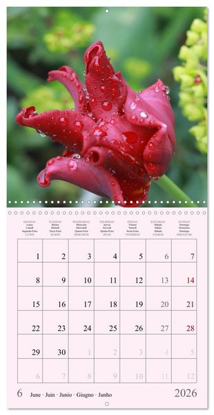 Produktbild: Les saisons en fleurs (Calendrier mural carr&eacute; 2026 30x30 cm) Calendrier double avec une page pour vos prises de notes