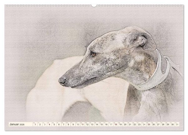 Produktbild: Whippet 2026 (Wandkalender 2026 DIN A2 quer), CALVENDO Monatskalender
