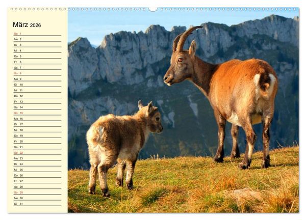 Produktbild: Ziegen. Lustige Ausbruchsk&uuml;nstler (hochwertiger Premium Wandkalender 2026 DIN A2 quer), Kunstdruck in Hochglanz