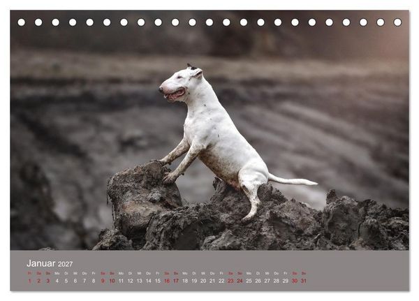 Produktbild: Fantastische Bullterrier - Sieger im Herzen (Tischkalender 2027 DIN A5 quer), CALVENDO Monatskalender