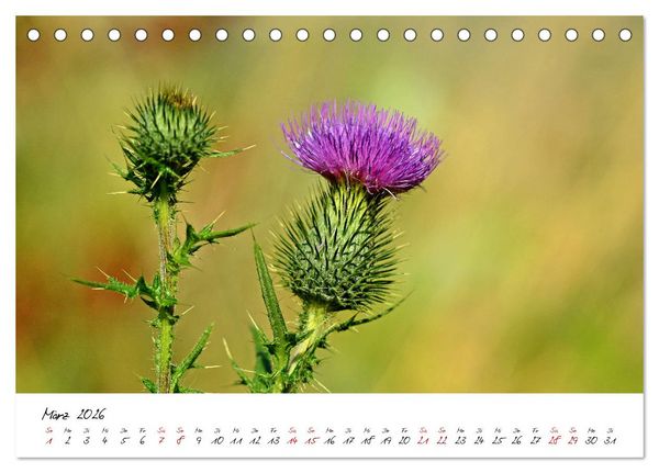 Produktbild: Sch&ouml;nheiten in freier Natur (Tischkalender 2026 DIN A5 quer), CALVENDO Monatskalender
