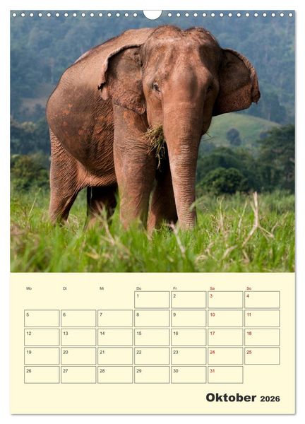 Produktbild: ELEFANTEN - Asiens graue Riesen (Wandkalender 2026 DIN A3 hoch), CALVENDO Monatskalender