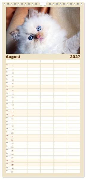 Produktbild: Familienplaner 2027 - Katzen im Portr&auml;t / Geburtstagskalender mit 5 Spalten (Wandkalender, 21 x 45 cm) CALVENDO