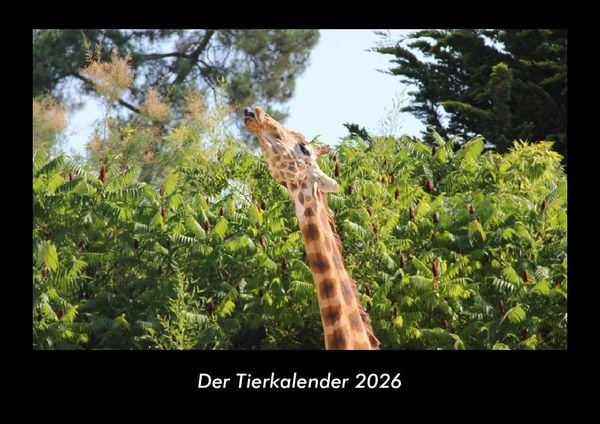 Produktbild: Der Tierkalender 2026 Fotokalender DIN A3
