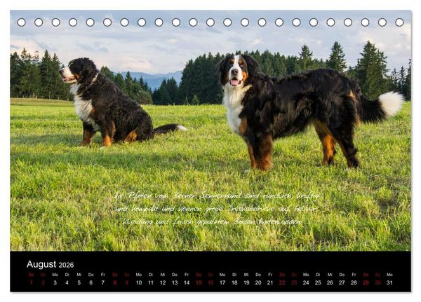 Produktbild: So ist er. Der Berner Sennenhund (Tischkalender 2026 DIN A5 quer), CALVENDO Monatskalender