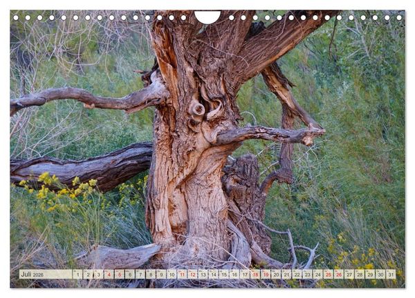 Produktbild: Geisterb&auml;ume (Wandkalender 2026 DIN A4 quer), CALVENDO Monatskalender