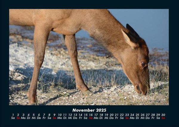 Produktbild: Der Tierkalender 2025 Fotokalender DIN A4