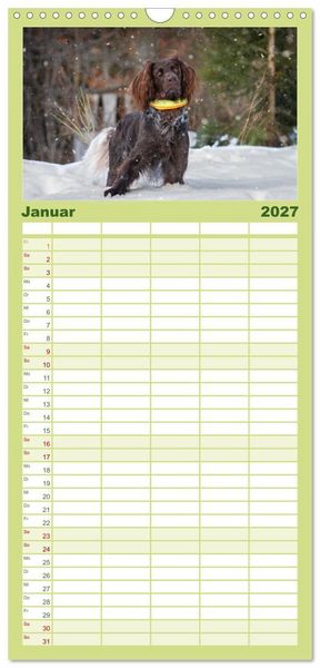 Produktbild: Familienplaner 2027 - Jagdhund im Portrait - Deutsch Langhaar mit 5 Spalten (Wandkalender, 21 x 45 cm) CALVENDO
