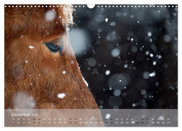 Produktbild: Islandpferde - Stolz und Stark durch Sommer und Winter (Wandkalender 2026 DIN A3 quer), CALVENDO Monatskalender