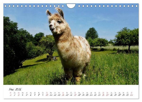 Produktbild: DIE LAMAS VON DER LAHN (Wandkalender 2026 DIN A4 quer), CALVENDO Monatskalender