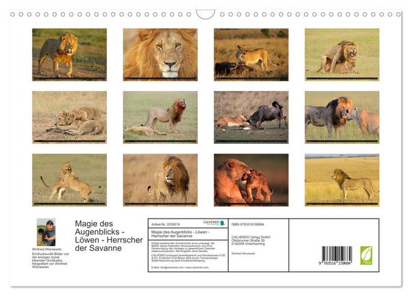 Produktbild: Magie des Augenblicks - L&ouml;wen - Herrscher der Savanne (Wandkalender 2026 DIN A3 quer), CALVENDO Monatskalender