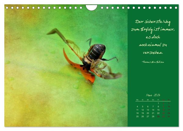 'Kalendersprüche (Wandkalender 2024 DIN A4 quer), CALVENDO