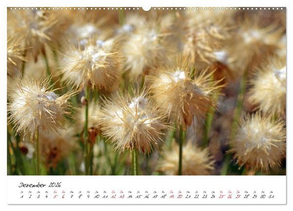 Produktbild: Sch&ouml;nheiten in freier Natur (hochwertiger Premium Wandkalender 2026 DIN A2 quer), Kunstdruck in Hochglanz
