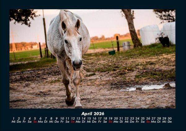 Produktbild: Pferdetraum 2026 Fotokalender DIN A4