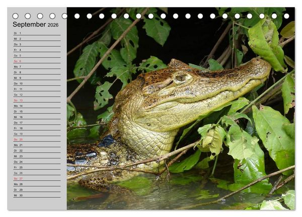 Produktbild: Kaltes Blut. Faszination Reptilien (Tischkalender 2026 DIN A5 quer), CALVENDO Monatskalender