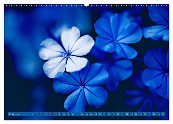 Produktbild: Die Welt in Blau (Wandkalender 2026 DIN A2 quer), CALVENDO Monatskalender