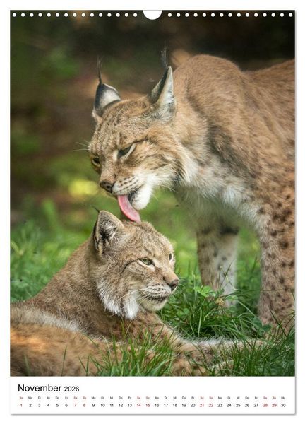 Produktbild: Der eurasische Luchs (Wandkalender 2026 DIN A3 hoch), CALVENDO Monatskalender