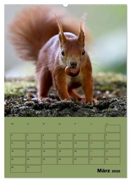 Produktbild: Eichh&ouml;rnchen - Planer (Wandkalender 2026 DIN A2 hoch), CALVENDO Monatskalender