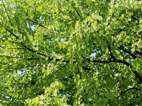 Produktbild: CALVENDO Puzzle Katsura-Baum | 1000 Teile Lege-Gr&ouml;&szlig;e 64x48cm Foto-Puzzle f&uuml;r gl&uuml;ckliche Stunden