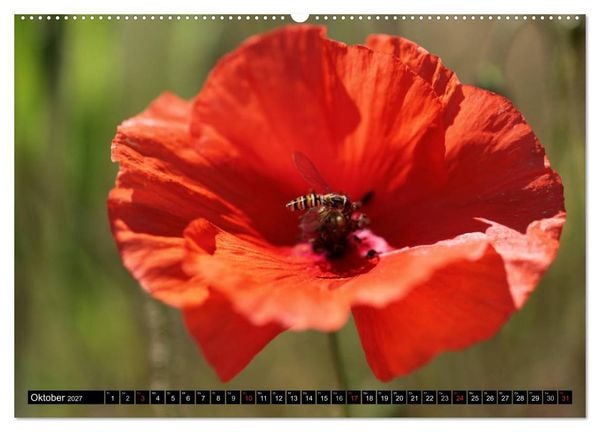 Produktbild: Mohnblumen (Wandkalender 2027 DIN A2 quer), CALVENDO Monatskalender