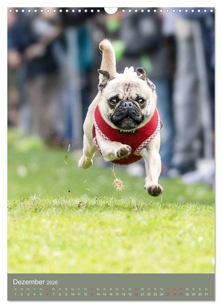 Produktbild: Mops-Rennen (Wandkalender 2026 DIN A3 hoch), CALVENDO Monatskalender