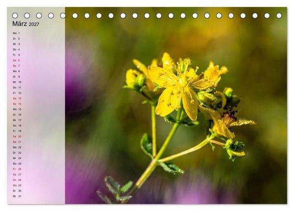 Produktbild: Sommerliche Bl&uuml;tenpoesie (Tischkalender 2027 DIN A5 quer), CALVENDO Monatskalender