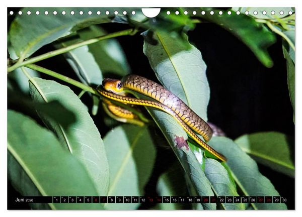 Produktbild: Amazonas - Faszination Regenwald (Wandkalender 2026 DIN A4 quer), CALVENDO Monatskalender