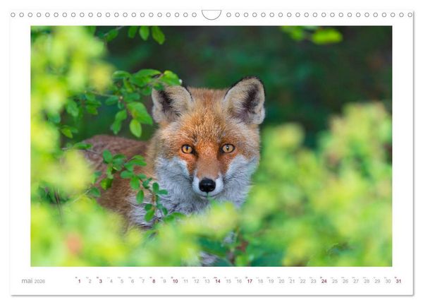 Produktbild: Un an avec le renard roux (Calendrier mural 2026 DIN A3 vertical), CALVENDO calendrier mensuel