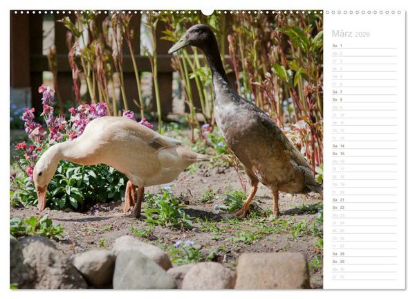 Produktbild: Laufenten - tierisch liebenswerte Zeitgenossen (hochwertiger Premium Wandkalender 2026 DIN A2 quer), Kunstdruck in Hochglanz