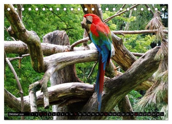 Produktbild: Papageien. Bunt, laut und klug (Tischkalender 2026 DIN A5 quer), CALVENDO Monatskalender