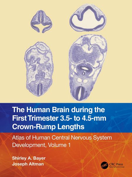 Produktbild: The Human Brain during the First Trimester 3.5- to 4.5-mm Crown-Rump Lengths