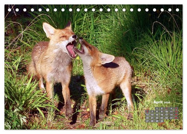 Produktbild: Familie Fuchs hautnah in Berlin (Tischkalender 2026 DIN A5 quer), CALVENDO Monatskalender