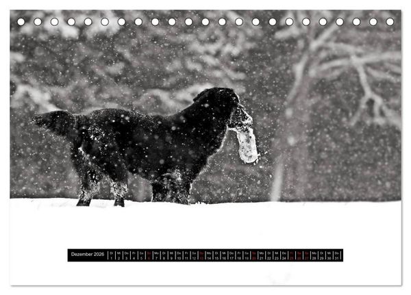 Produktbild: Flatcoated Retriever Black Edition (Tischkalender 2026 DIN A5 quer), CALVENDO Monatskalender