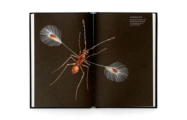 Produktbild: Wunderwelt der Insekten