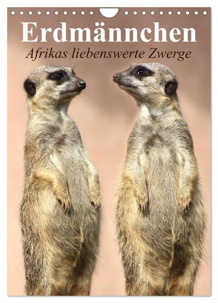 Produktbild: Erdm&auml;nnchen - Afrikas liebenswerte Zwerge (Wandkalender 2026 DIN A4 hoch), CALVENDO Monatskalender
