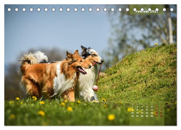Produktbild: Collies? Was sonst! (Tischkalender 2027 DIN A5 quer), CALVENDO Monatskalender