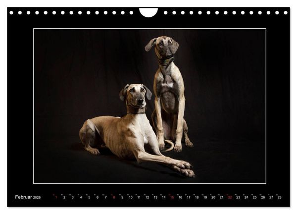 Produktbild: Windhunde - Schnelle Sch&ouml;nheiten (Wandkalender 2026 DIN A4 quer), CALVENDO Monatskalender