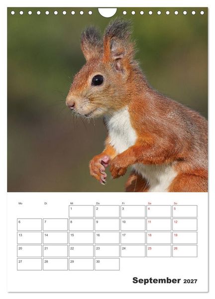 Produktbild: Eichh&ouml;rnchen Luna (Wandkalender 2027 DIN A4 hoch), CALVENDO Monatskalender