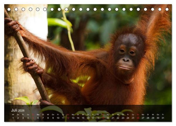 Produktbild: Menschenaffen. Gorillas, Schimpansen, Orang-Utans (Tischkalender 2026 DIN A5 quer), CALVENDO Monatskalender