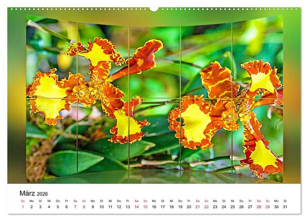 Produktbild: Orchideen Bildergalerie (Wandkalender 2026 DIN A2 quer), CALVENDO Monatskalender
