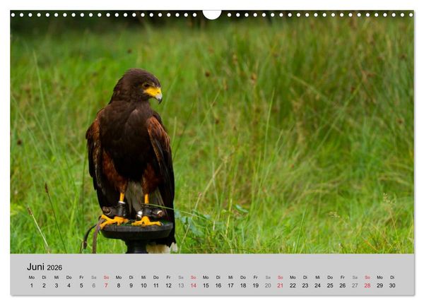 Produktbild: Scharfblick (Wandkalender 2026 DIN A3 quer), CALVENDO Monatskalender