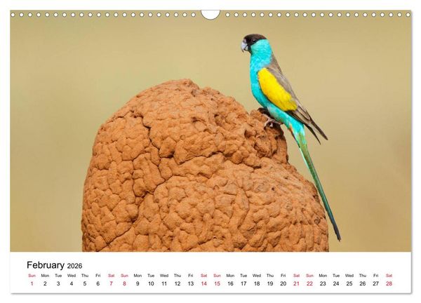 Produktbild: Australian Parrots (Wall Calendar 2026 DIN A3 landscape), CALVENDO 12 Month Wall Calendar