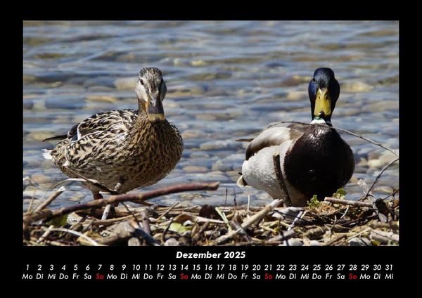 Produktbild: Enten 2025 Fotokalender DIN A3