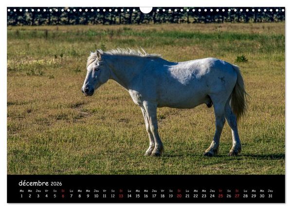 Produktbild: Cheval camarguais (Calendrier mural 2026 DIN A3 vertical), CALVENDO calendrier mensuel