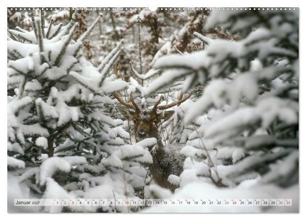 Produktbild: Emotionale Momente: Das Damwild. (hochwertiger Premium Wandkalender 2027 DIN A2 quer), Kunstdruck in Hochglanz