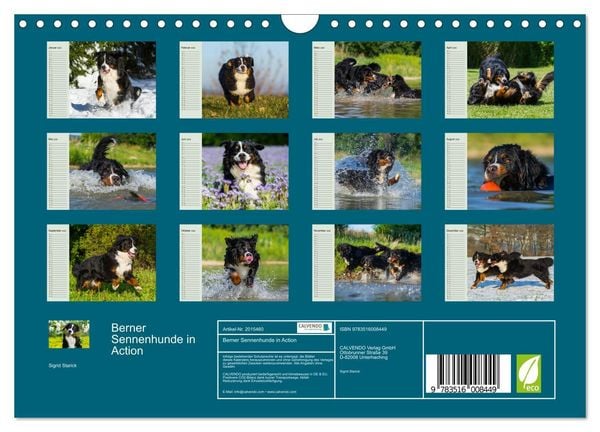 Produktbild: Berner Sennenhunde in Action (Wandkalender 2026 DIN A4 quer), CALVENDO Monatskalender