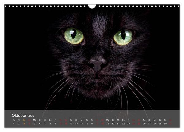 Produktbild: Katzen 2026 Bezaubernde Samtpfoten (Wandkalender 2026 DIN A3 quer), CALVENDO Monatskalender