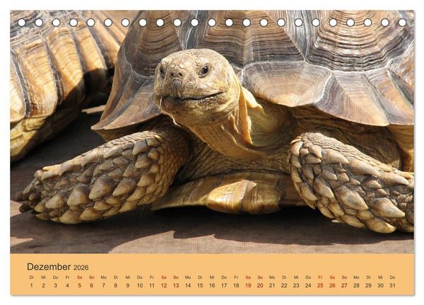 Produktbild: Landschildkr&ouml;ten (Tischkalender 2026 DIN A5 quer), CALVENDO Monatskalender