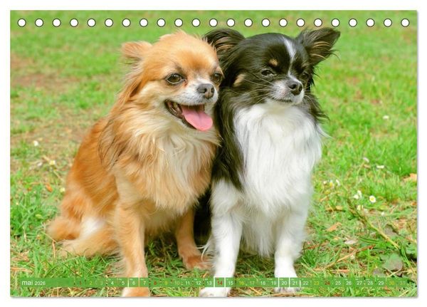 Produktbild: Chihuahua : petit, mais costaud (Calendrier de bureau 2026 DIN A5 vertical), CALVENDO calendrier mensuel